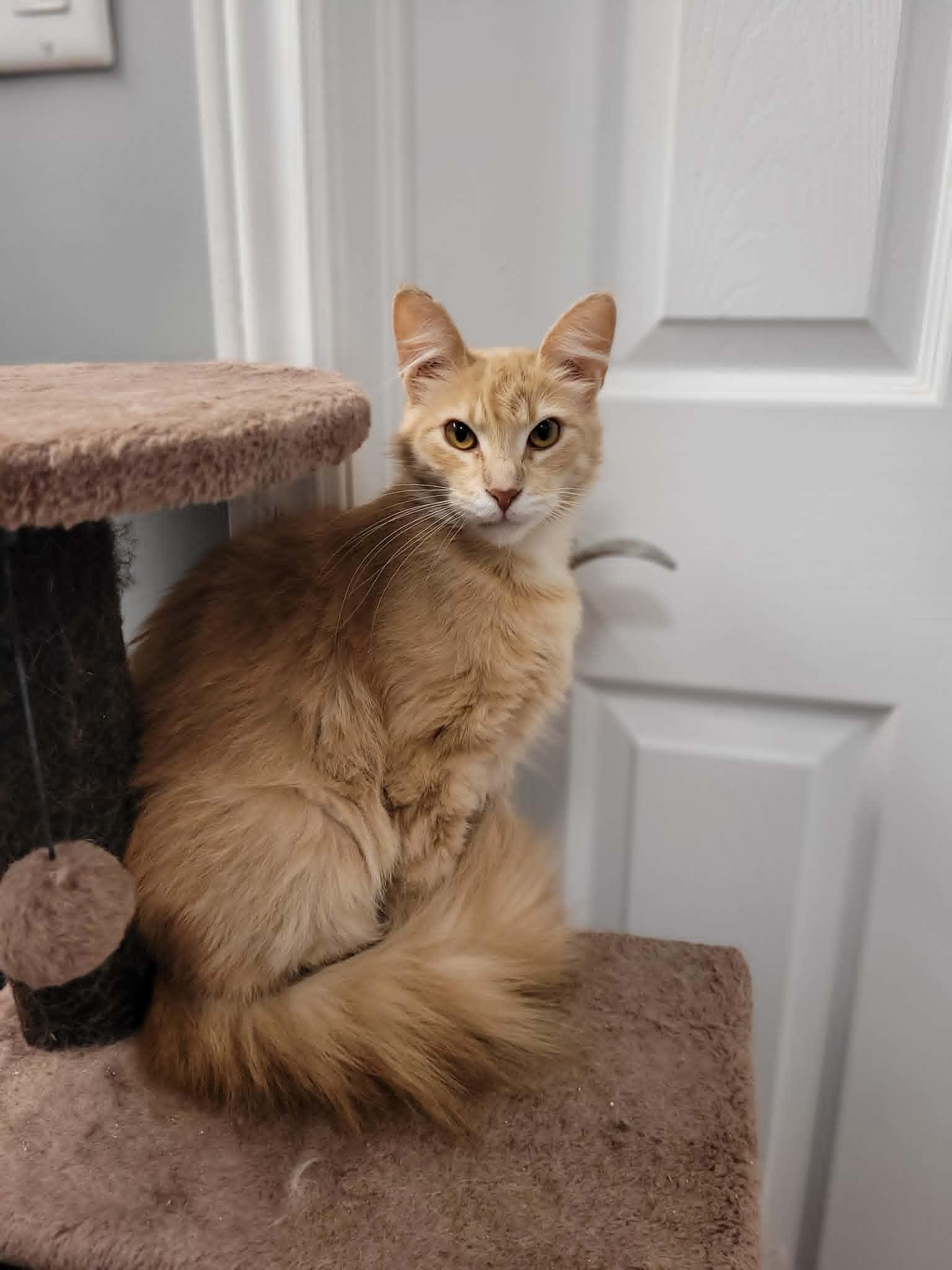 Melanie, ADOPTABLE, Young Female Domestic Long Hair.