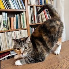 Patches, Adoptable, Adult Female Domestic Short Hair.