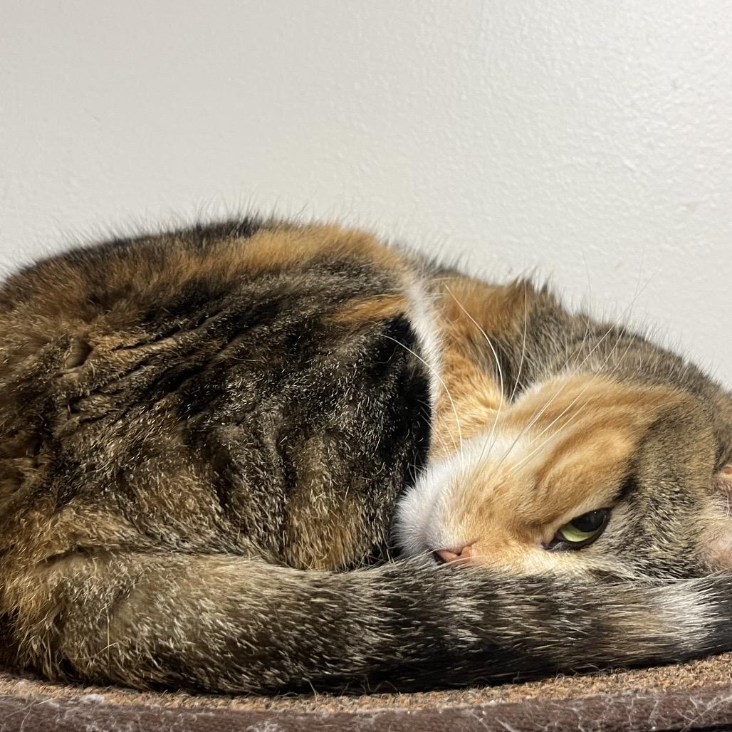 Enlarge Patches, a Adoptable mixed breed in Las Vegas, NV image 2/3