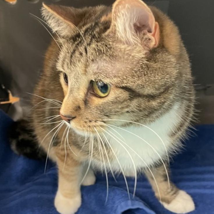 Enlarge Patches, a Adoptable mixed breed in Las Vegas, NV image 3/3