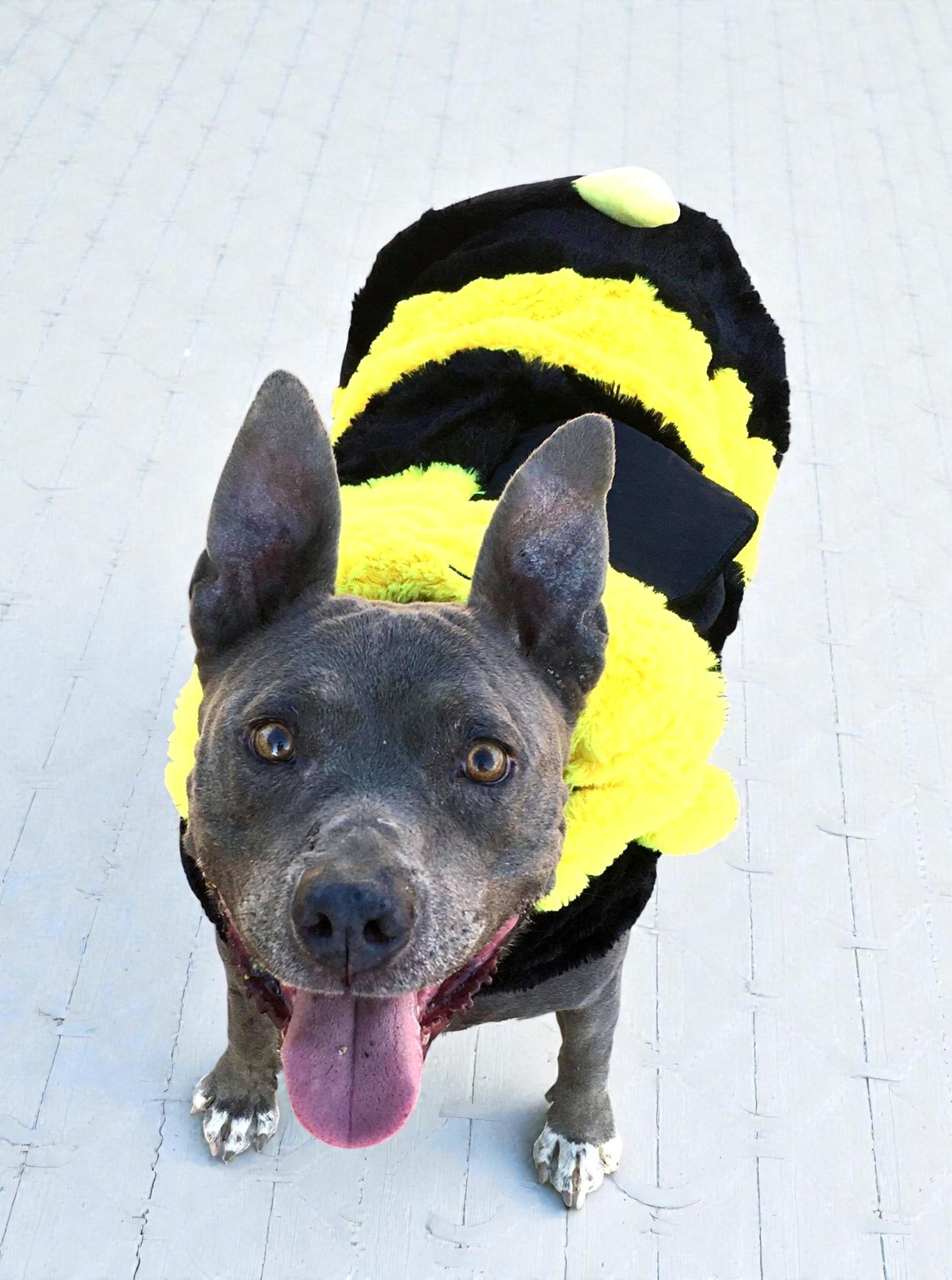 Cordelia — thumbnail 2