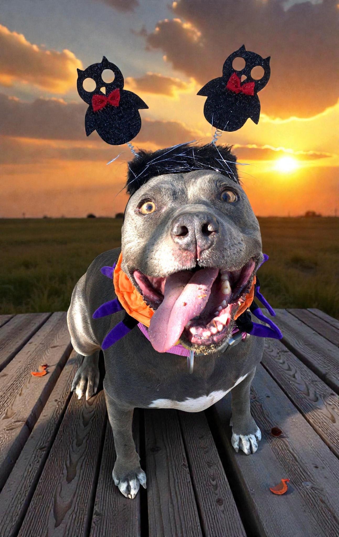 Cordelia — thumbnail 3