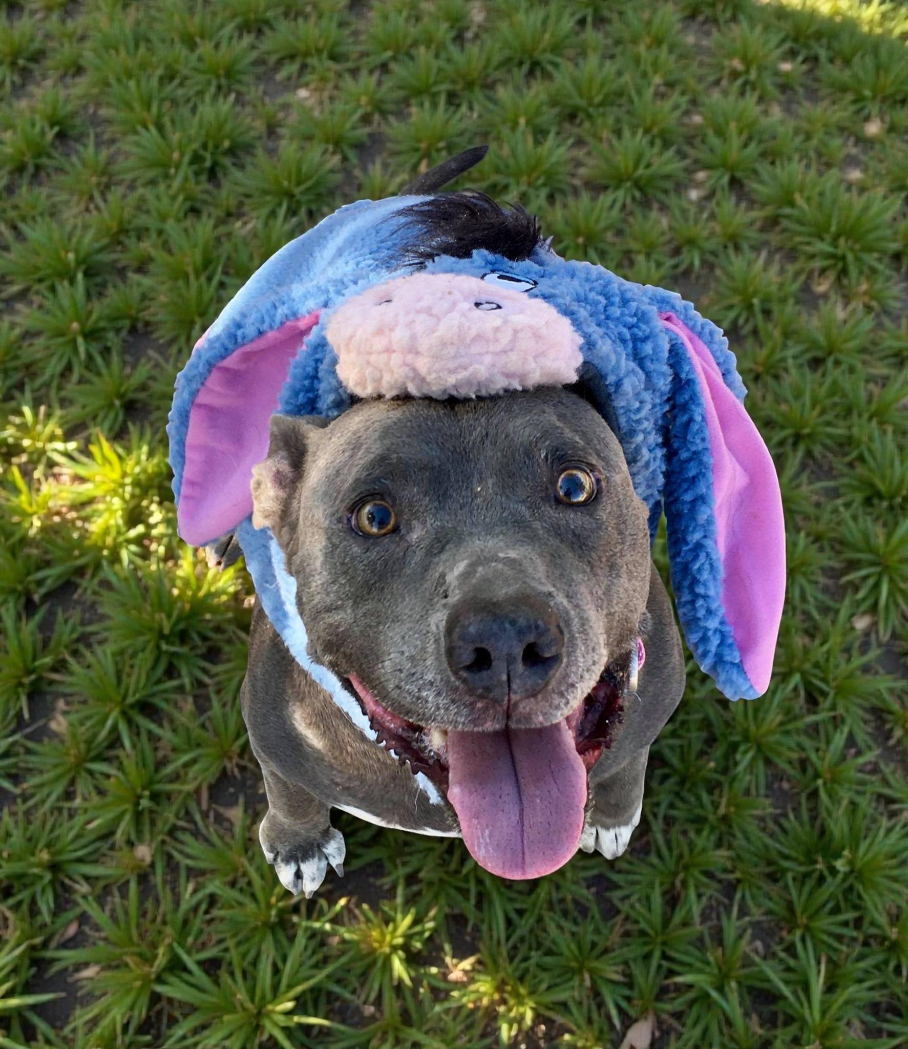 Cordelia — thumbnail 4