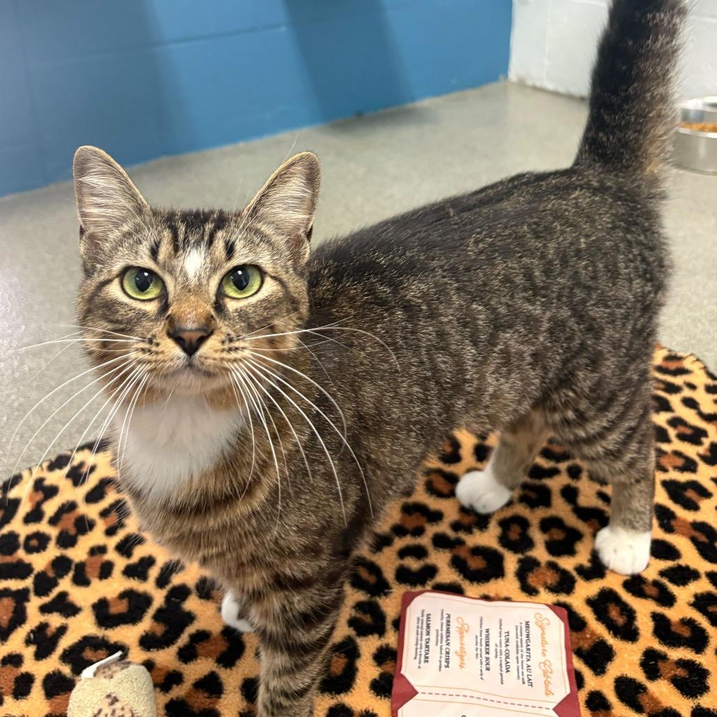 Enlarge Plain White Bread, a Adoptable Domestic Short Hair in Carencro, LA image 1/6