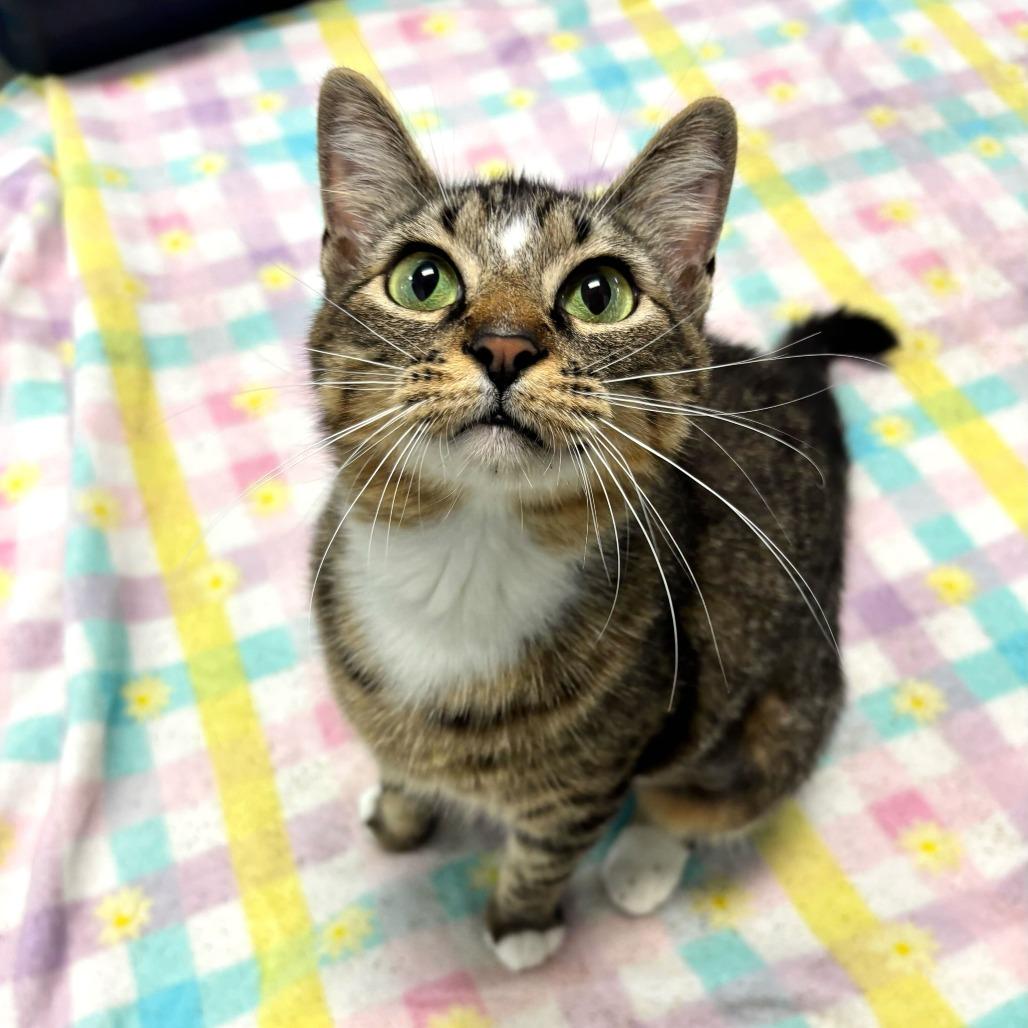 Enlarge Plain White Bread, a Adoptable Domestic Short Hair in Carencro, LA image 2/6