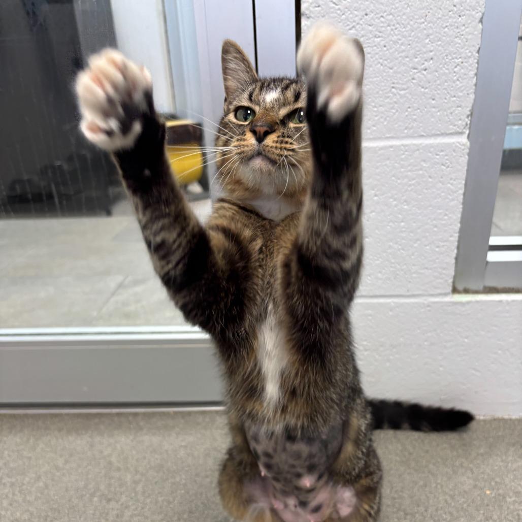 Enlarge Plain White Bread, a Adoptable Domestic Short Hair in Carencro, LA image 3/6