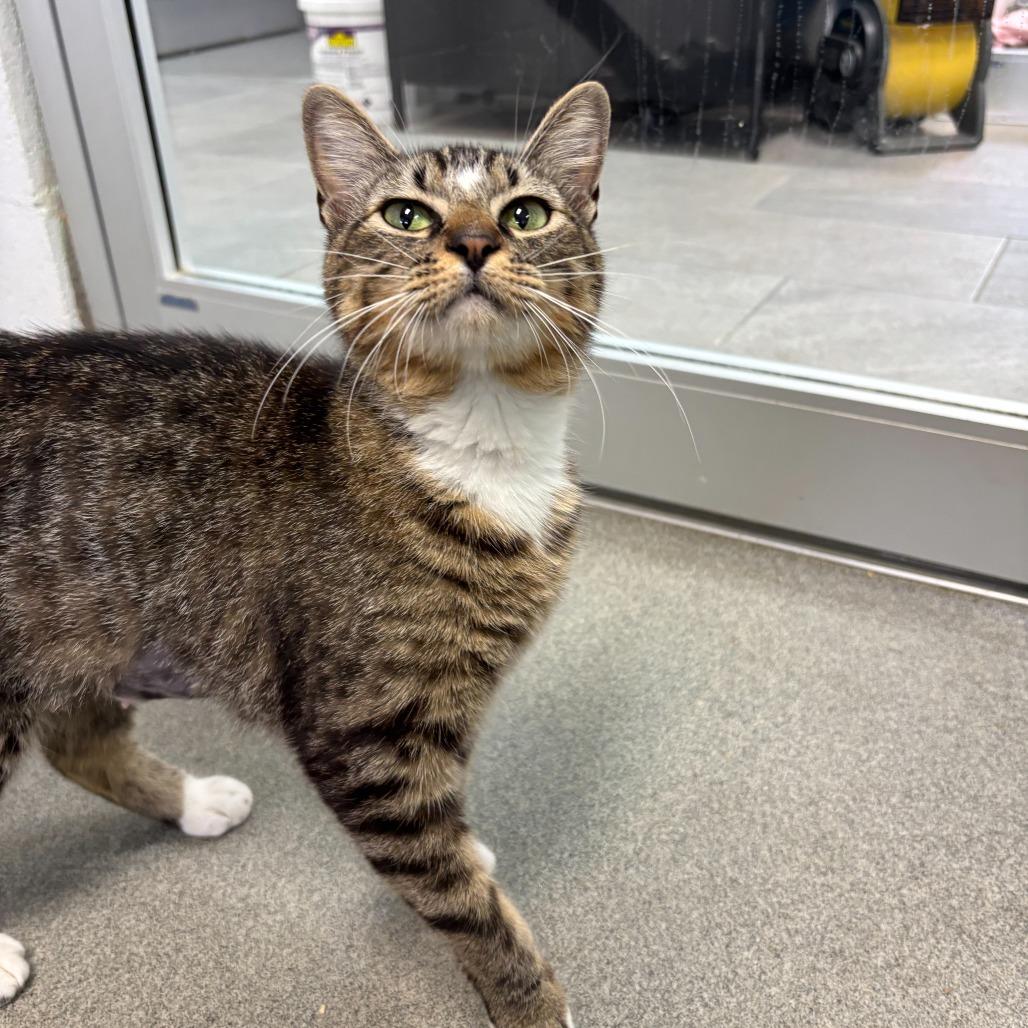 Enlarge Plain White Bread, a Adoptable Domestic Short Hair in Carencro, LA image 4/6