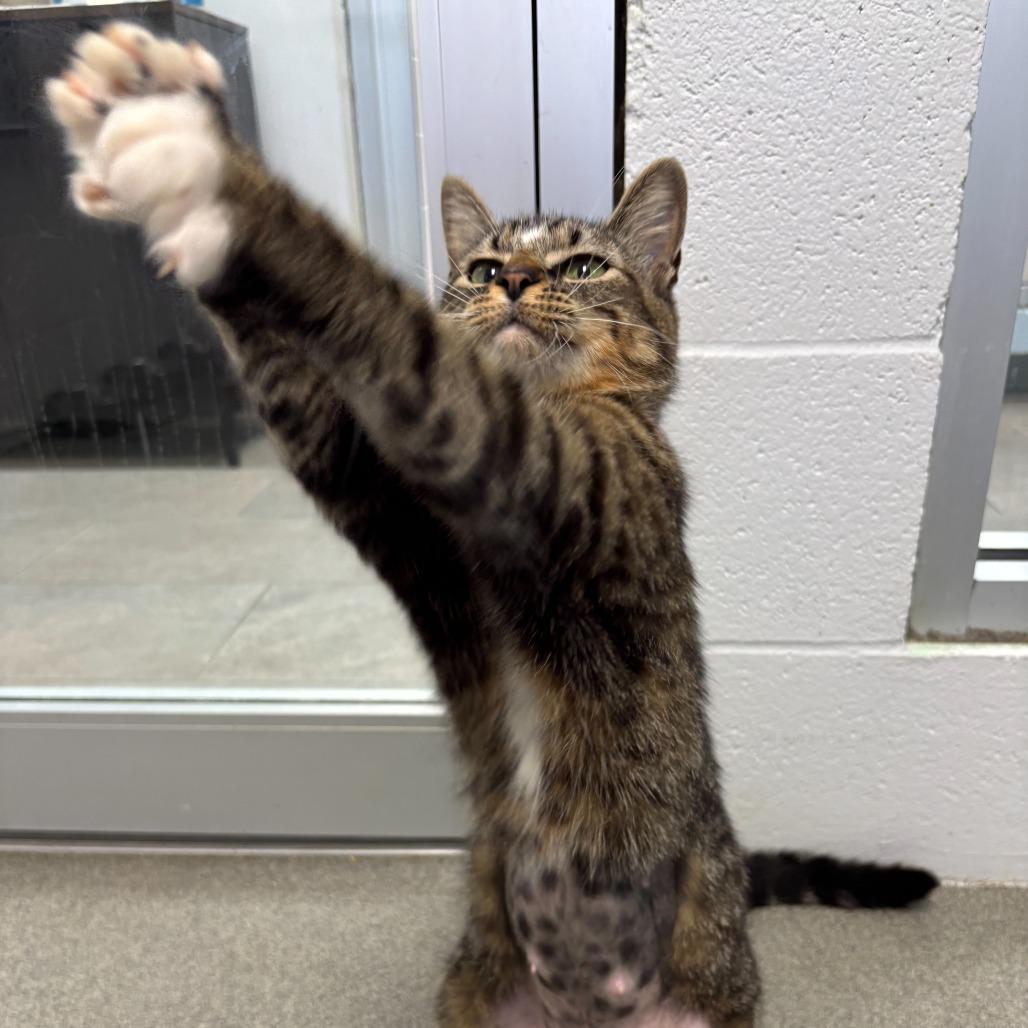 Enlarge Plain White Bread, a Adoptable Domestic Short Hair in Carencro, LA image 5/6