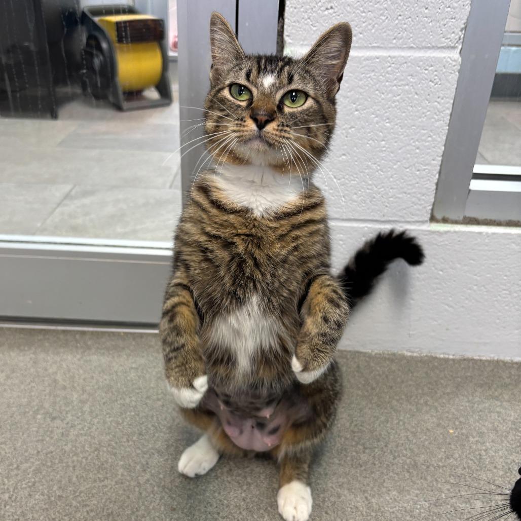Enlarge Plain White Bread, a Adoptable Domestic Short Hair in Carencro, LA image 6/6