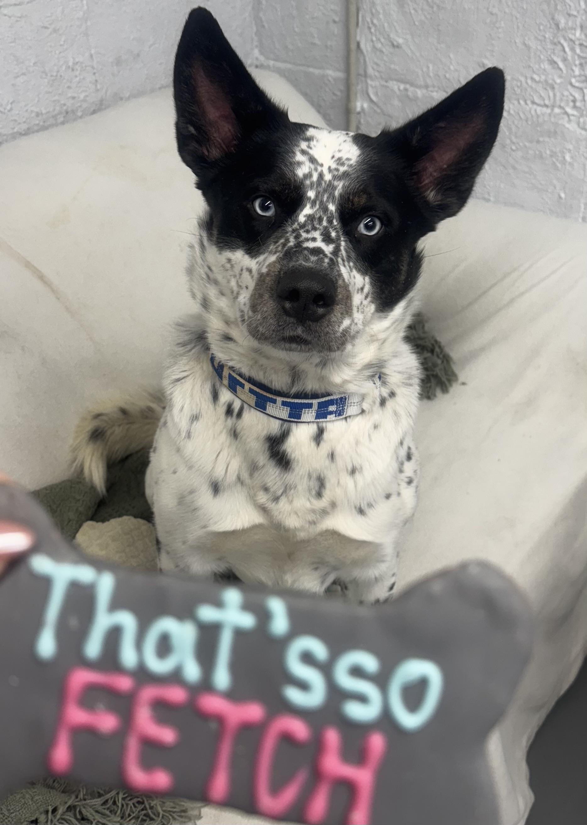 Enlarge Ranger, a ADOPTABLE mixed breed in Middleboro, MA image 1/1