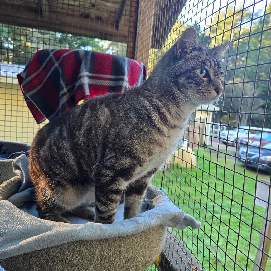 Tigger, Adoptable, Adult Male Domestic Medium Hair.