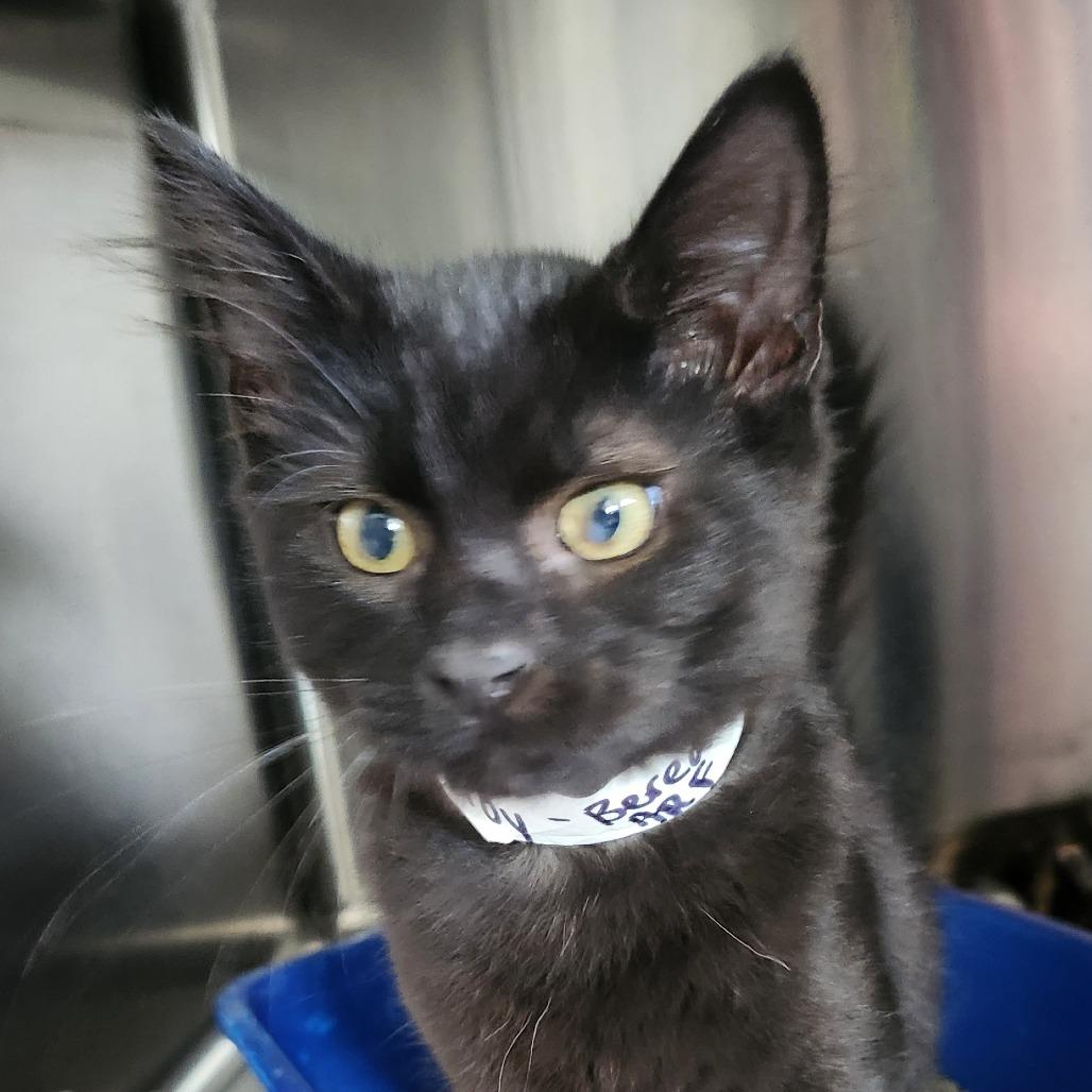 Enlarge Troy, a Adoptable Domestic Medium Hair in Columbia Station, OH image 1/1