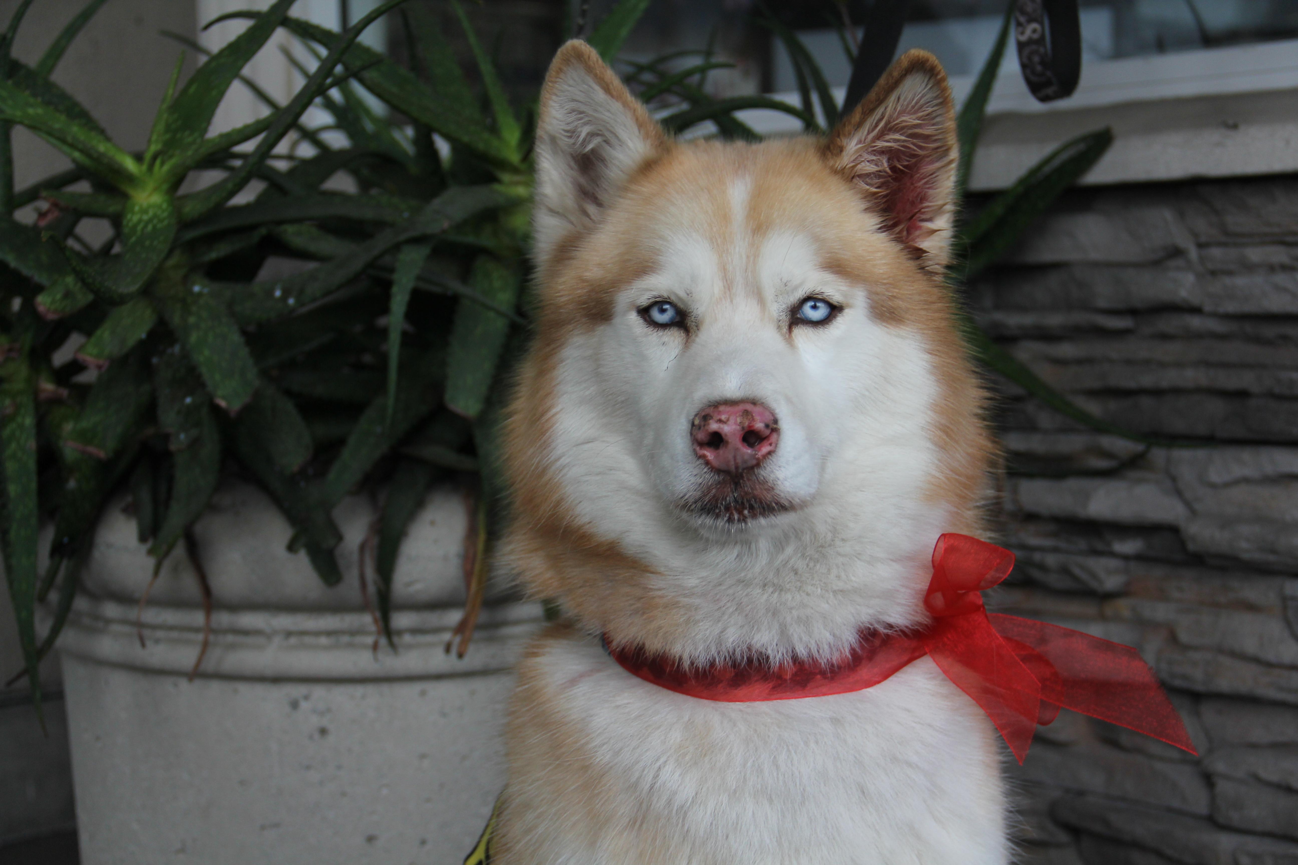 Enlarge Dexter, a ADOPTABLE Husky in La Mesa, CA image 1/1