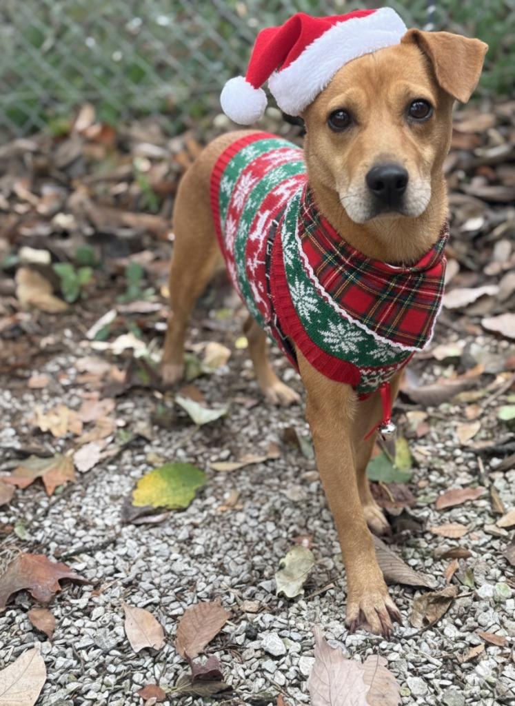 Hollie, Adoptable, Senior Female Mixed Breed.