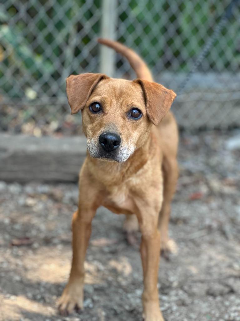 Enlarge Hollie, a Adoptable mixed breed in Russellville, KY image 2/2