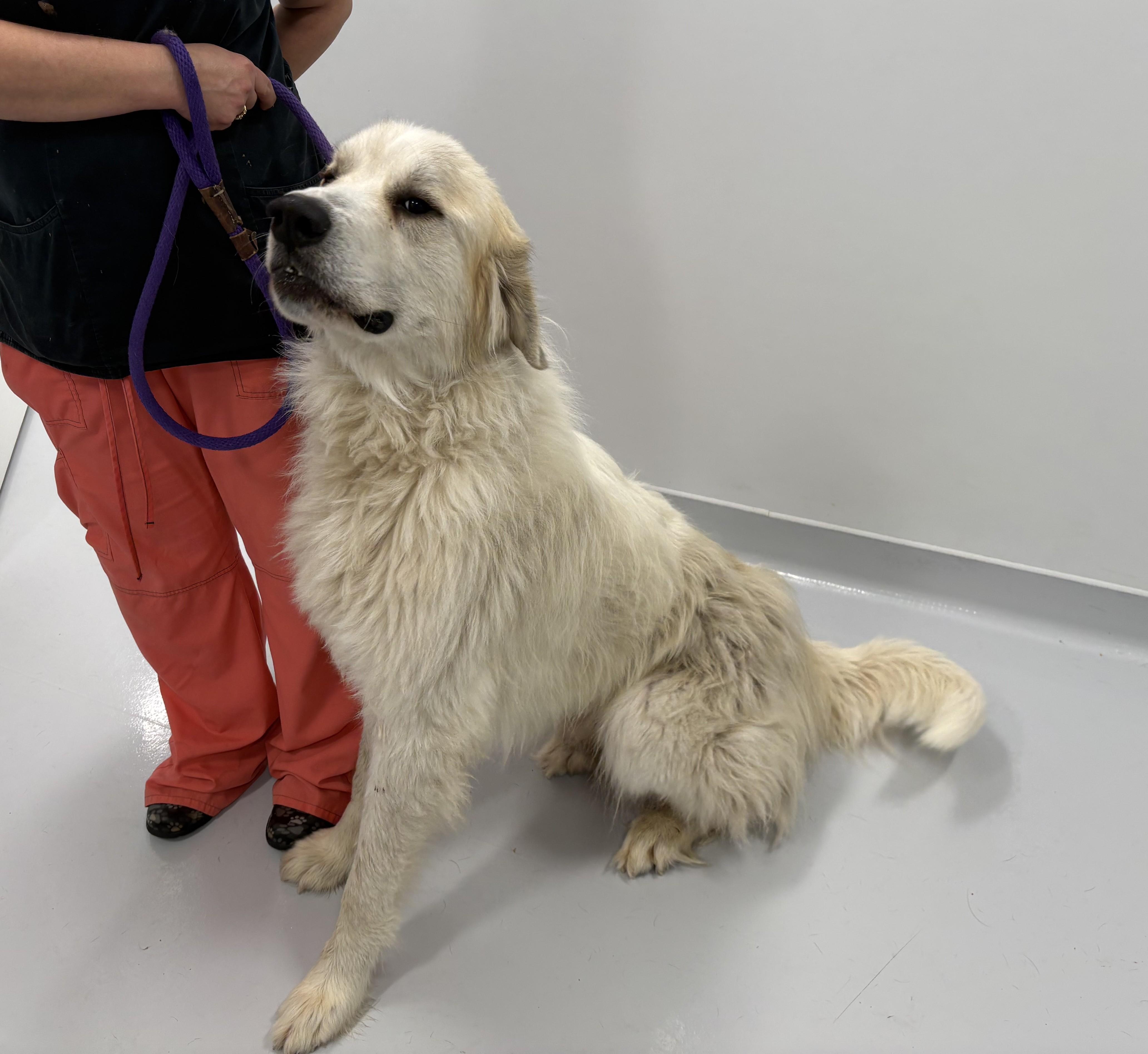 Enlarge Rodeo, a Adoptable Great Pyrenees in Kankakee, IL image 1/1