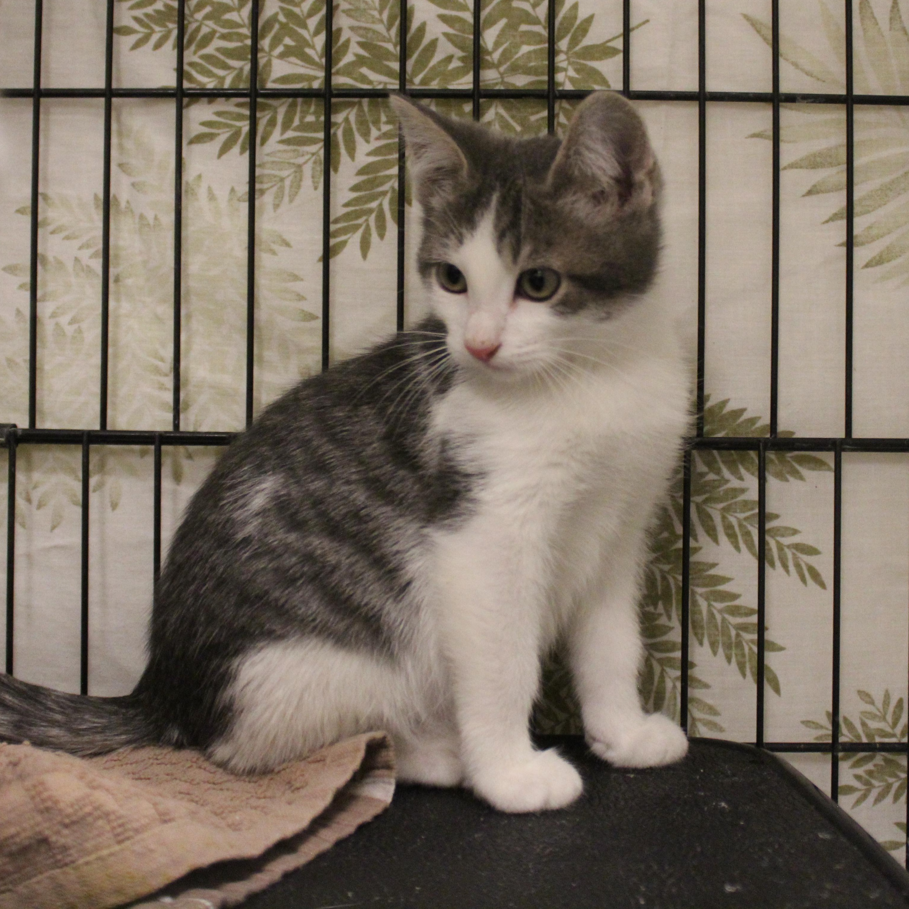 Enlarge Scotty, an adopted Domestic Short Hair in Yucca Valley, CA image 2/3