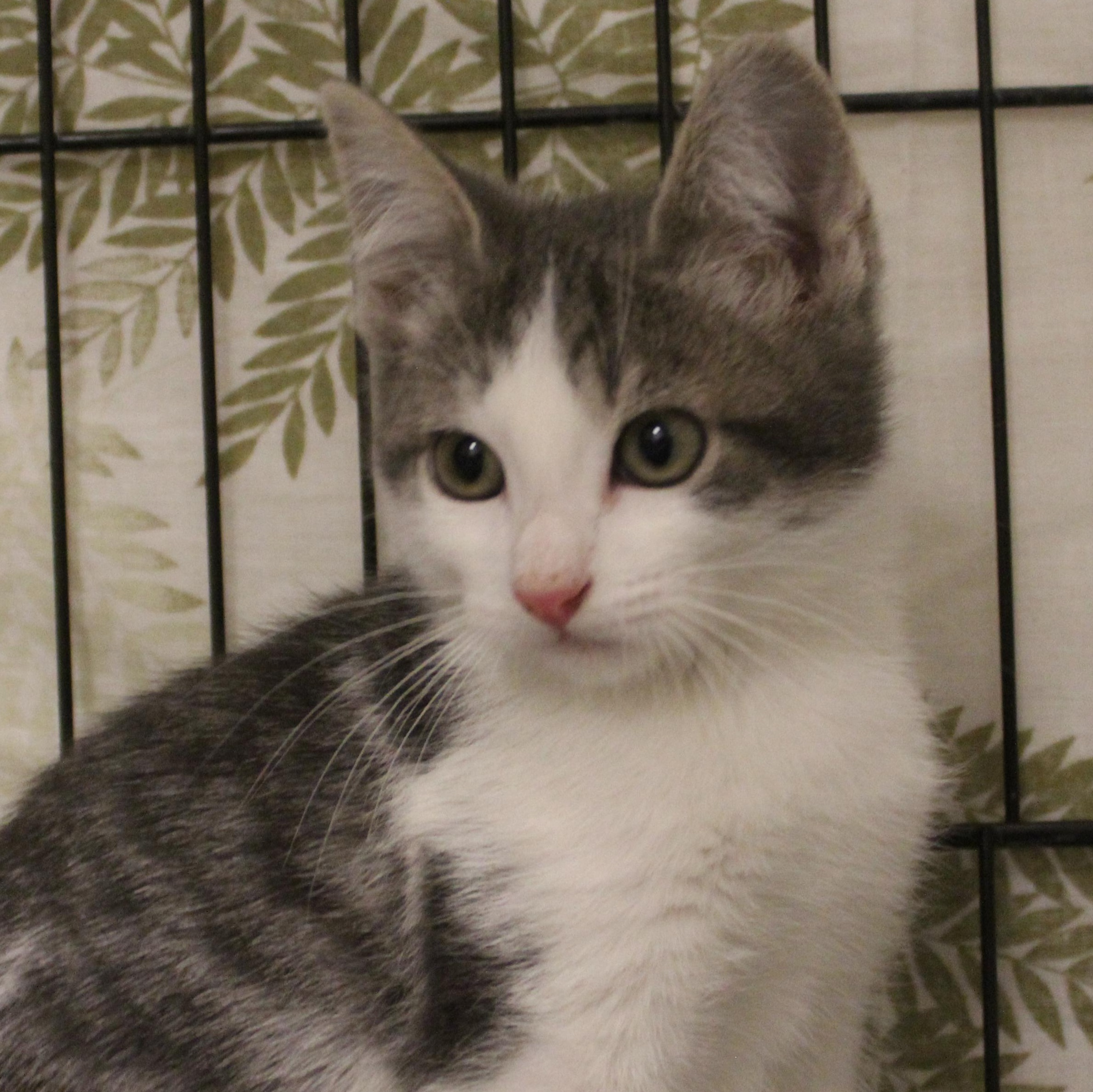 Enlarge Scotty, an adopted Domestic Short Hair in Yucca Valley, CA image 1/3