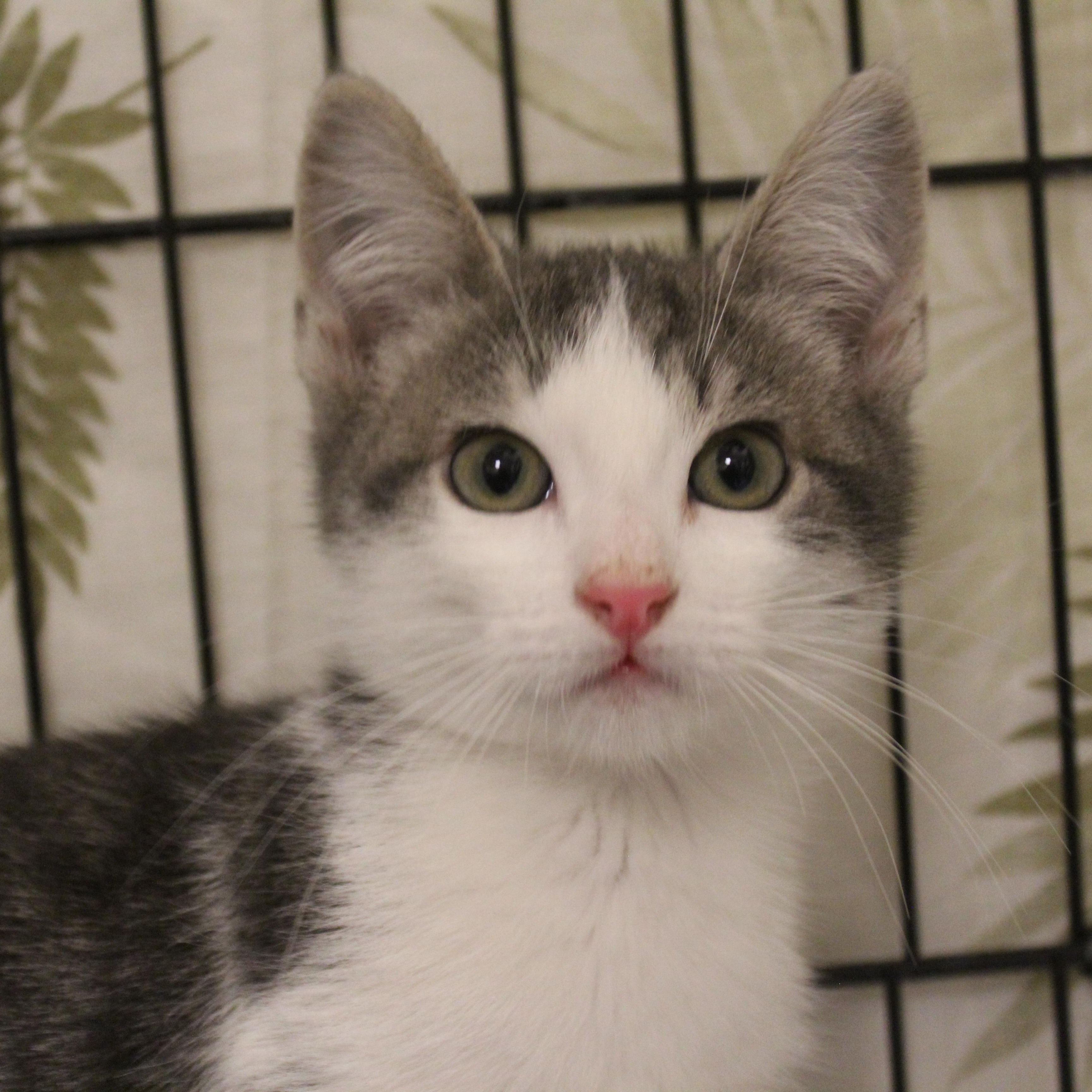 Enlarge Scotty, an adopted Domestic Short Hair in Yucca Valley, CA image 3/3