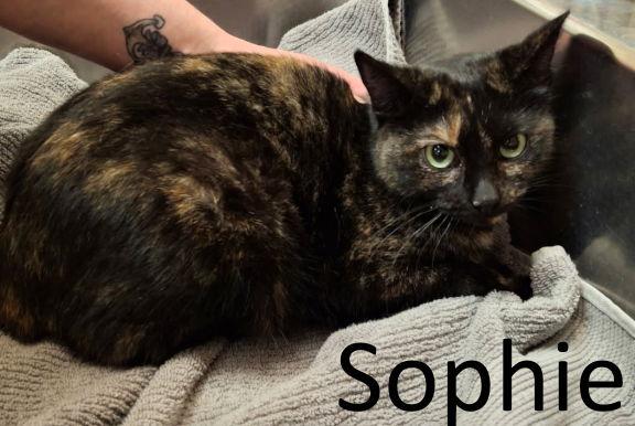 Sophie, Adoptable, Adult Female Tortoiseshell & Domestic Short Hair.