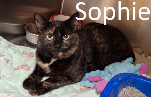 Sophie, Adoptable, Adult Female Tortoiseshell & Domestic Short Hair.