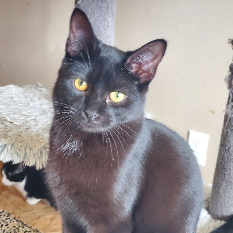 Oakley - Barn/Shop Cat Program, Adoptable, Young Female Domestic Short Hair.