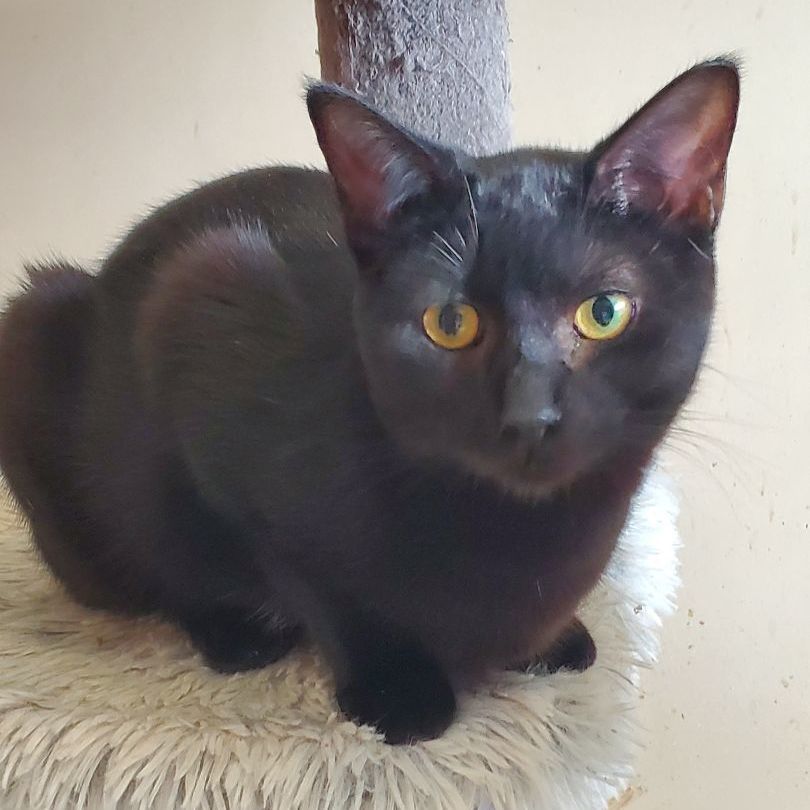 Enlarge Oakley - Barn/Shop Cat Program, a Adoptable Domestic Short Hair in Lindstrom , MN image 2/17