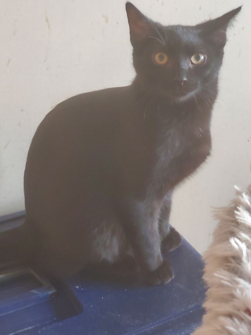 Enlarge Oakley - Barn/Shop Cat Program, a Adoptable Domestic Short Hair in Lindstrom , MN image 3/17