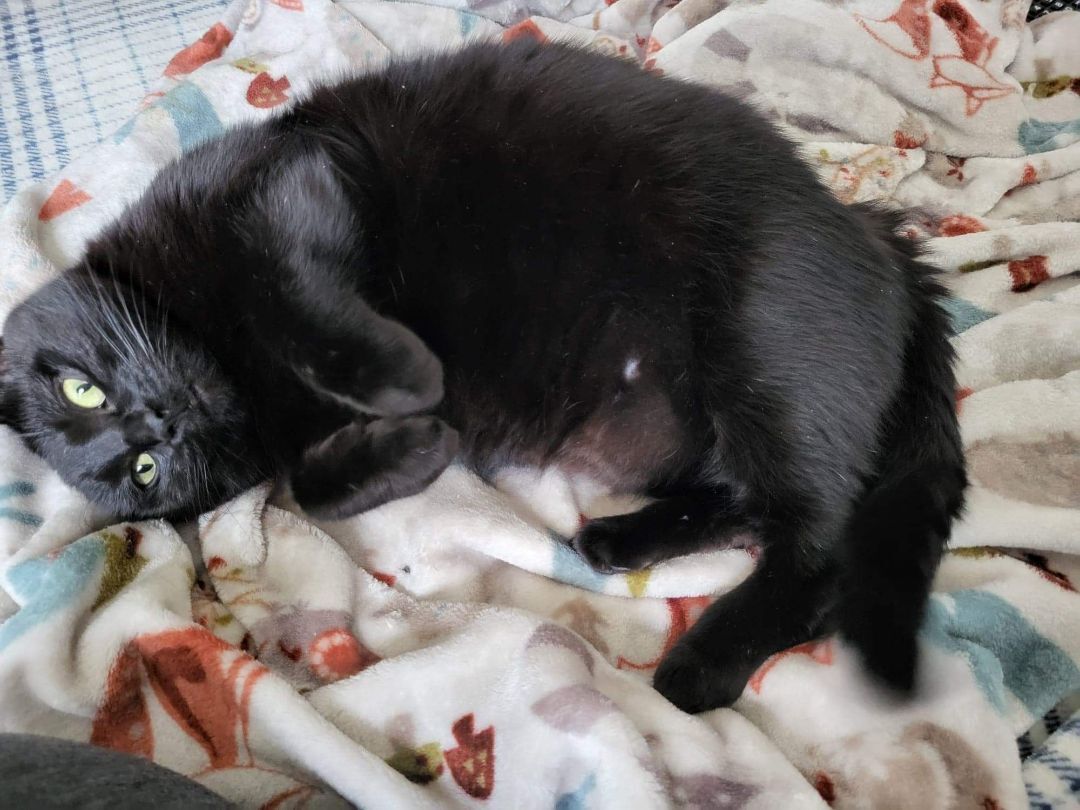 Oakley - Barn/Shop Cat Program, Adoptable, Young Female Domestic Short Hair.