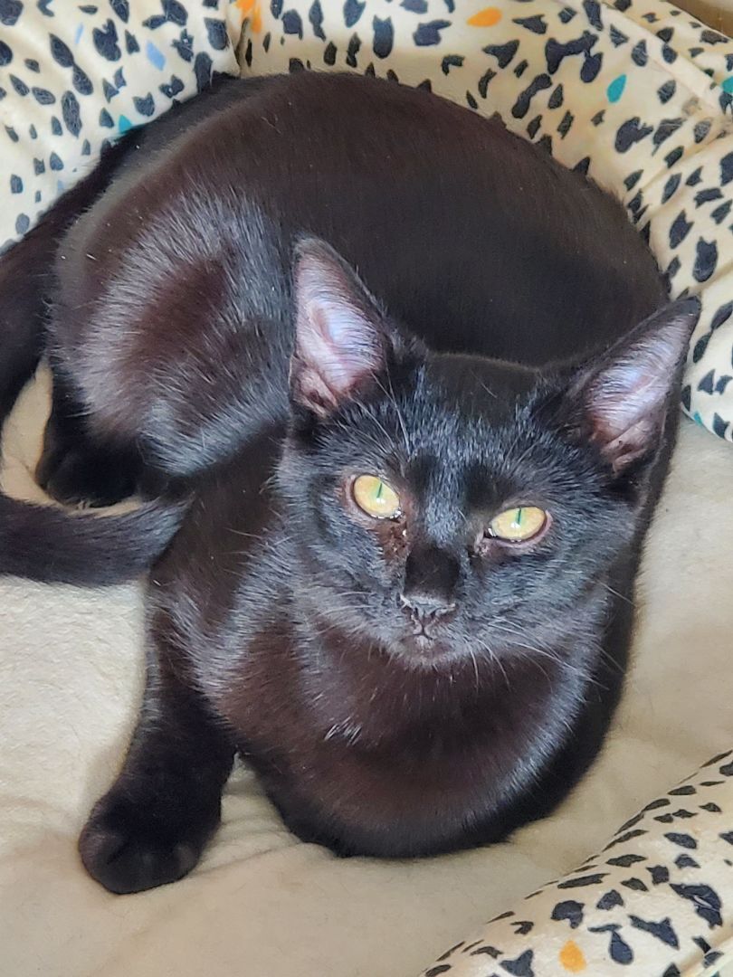 Oakley - Barn/Shop Cat Program, Adoptable, Young Female Domestic Short Hair.