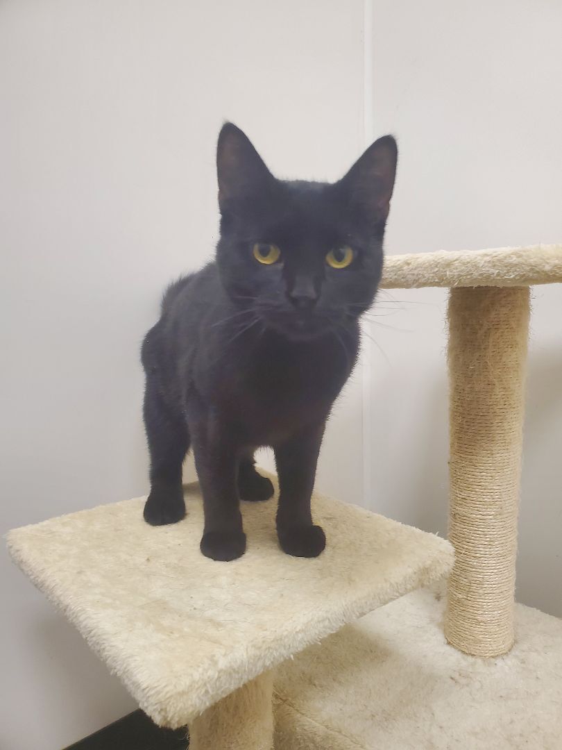 Enlarge Oakley - Barn/Shop Cat Program, a Adoptable Domestic Short Hair in Lindstrom , MN image 6/17