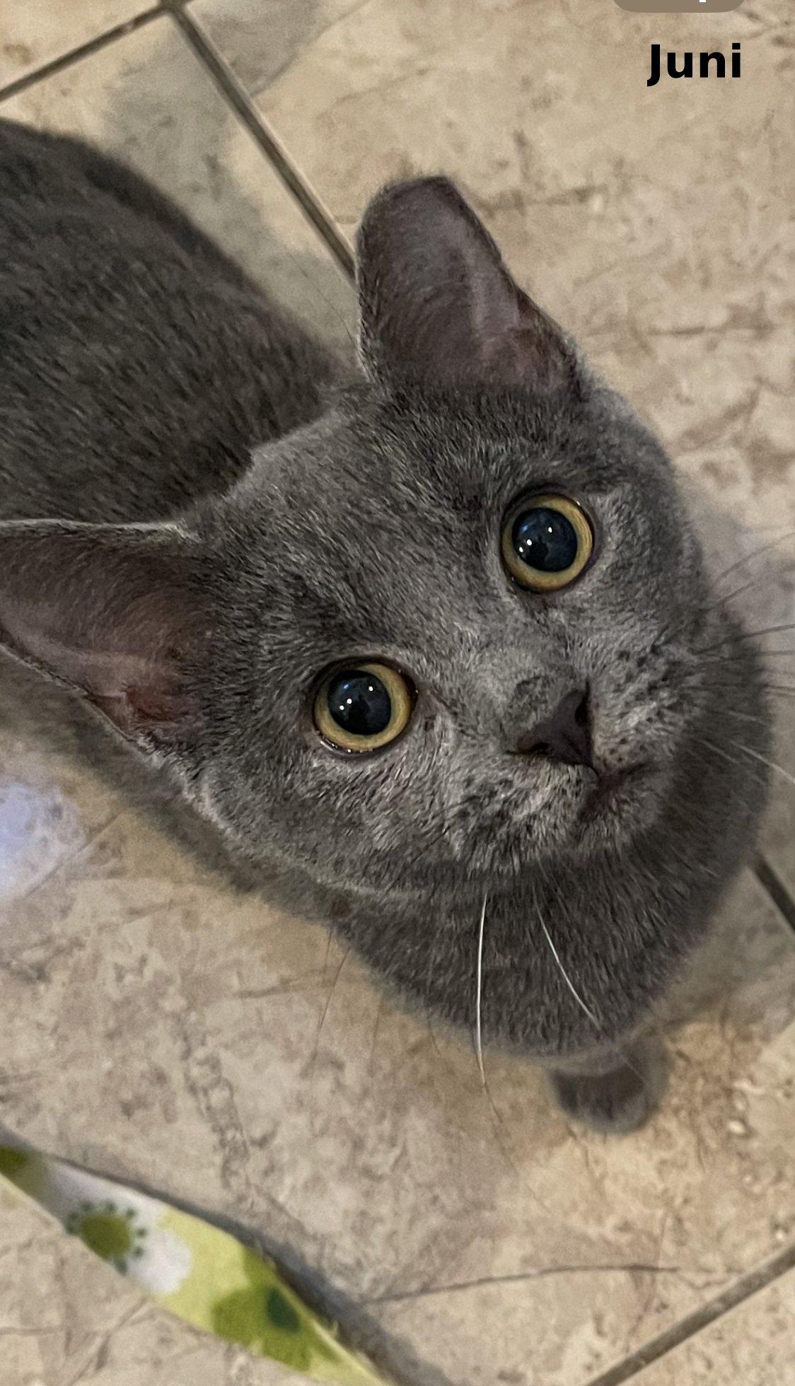 Juni, Adoptable, Young Female Domestic Short Hair & Tabby.