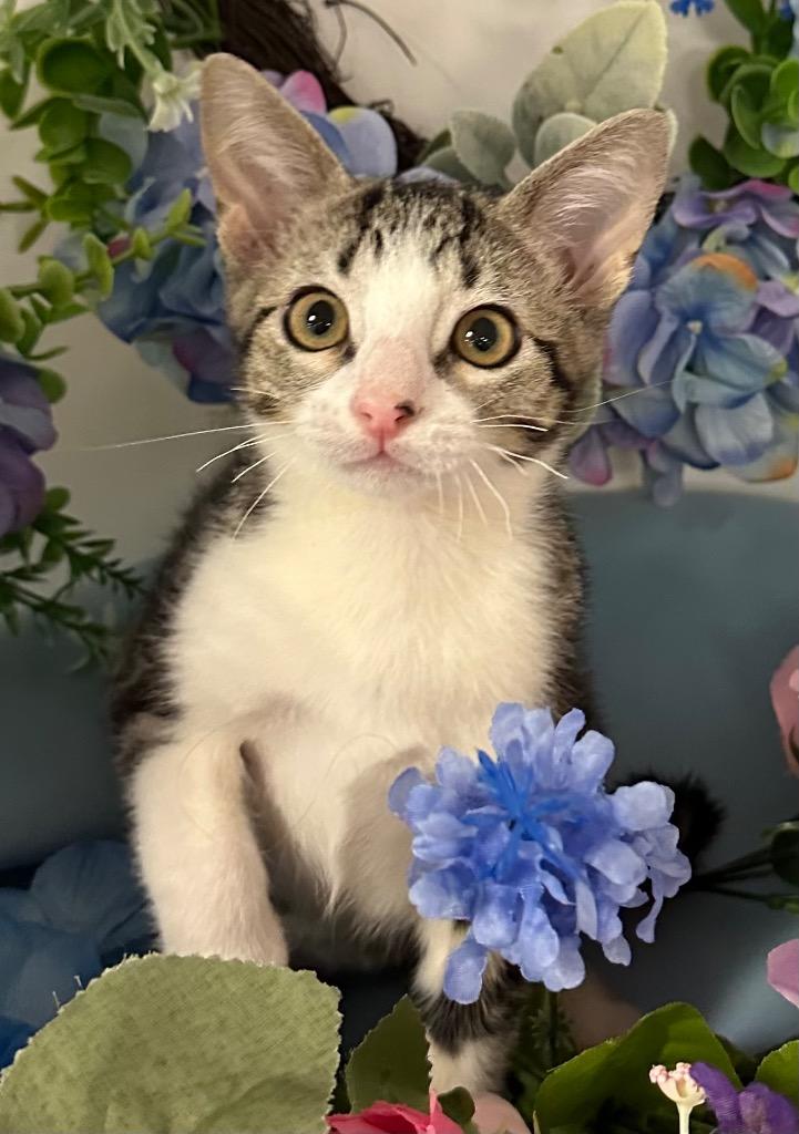 Enlarge 5/8/25 - Merry, a Adopted mixed breed in Stillwater, OK image 1/1