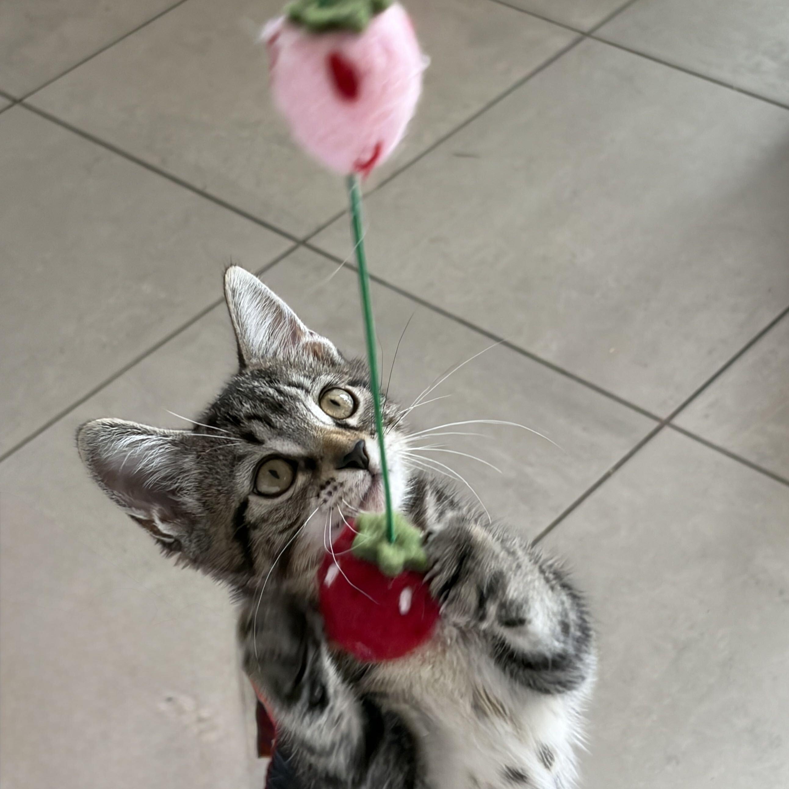 Enlarge The Jiffy Kittens, a Adopted Domestic Short Hair in Waltham, MA image 5/6