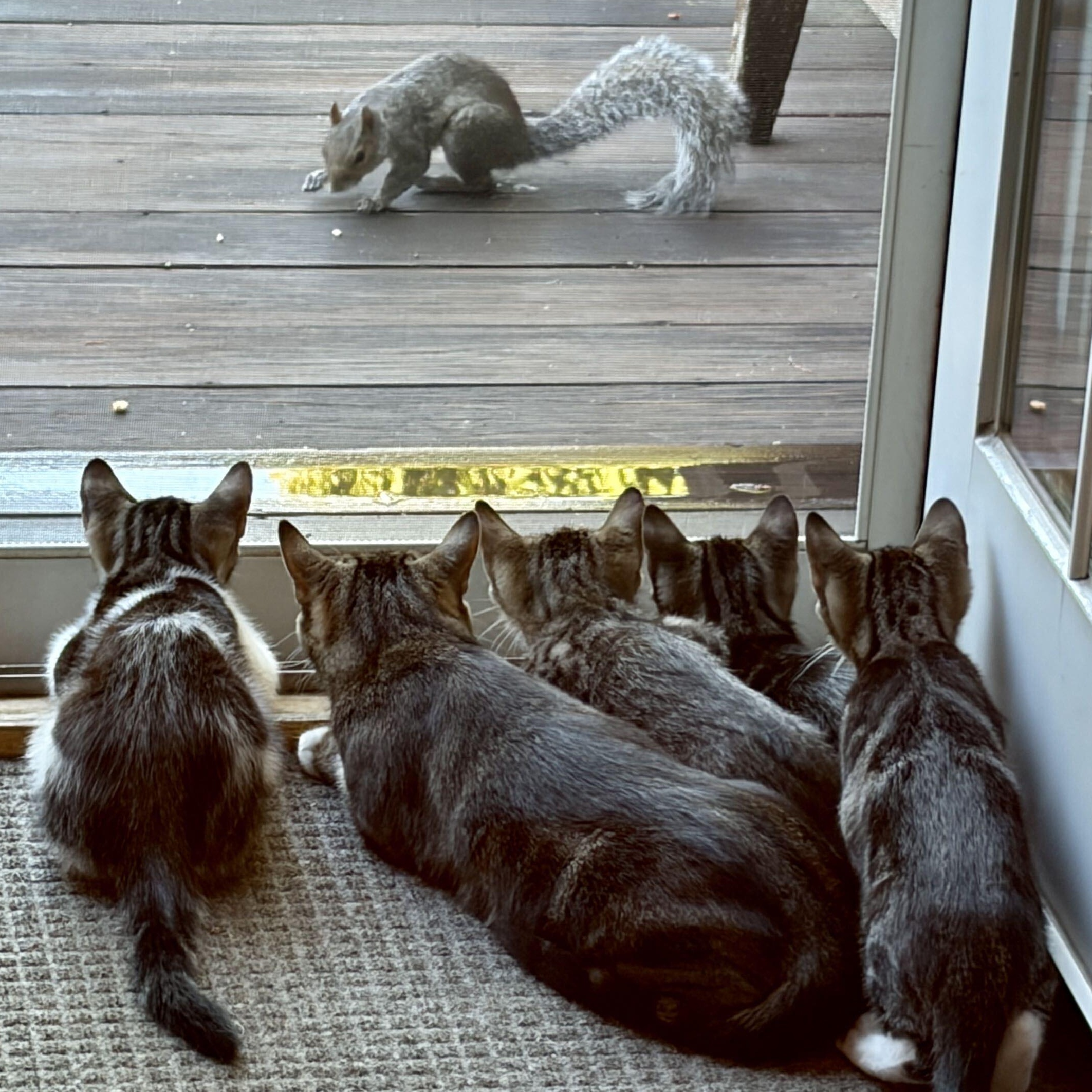 Enlarge The Jiffy Kittens, a Adopted Domestic Short Hair in Waltham, MA image 6/6