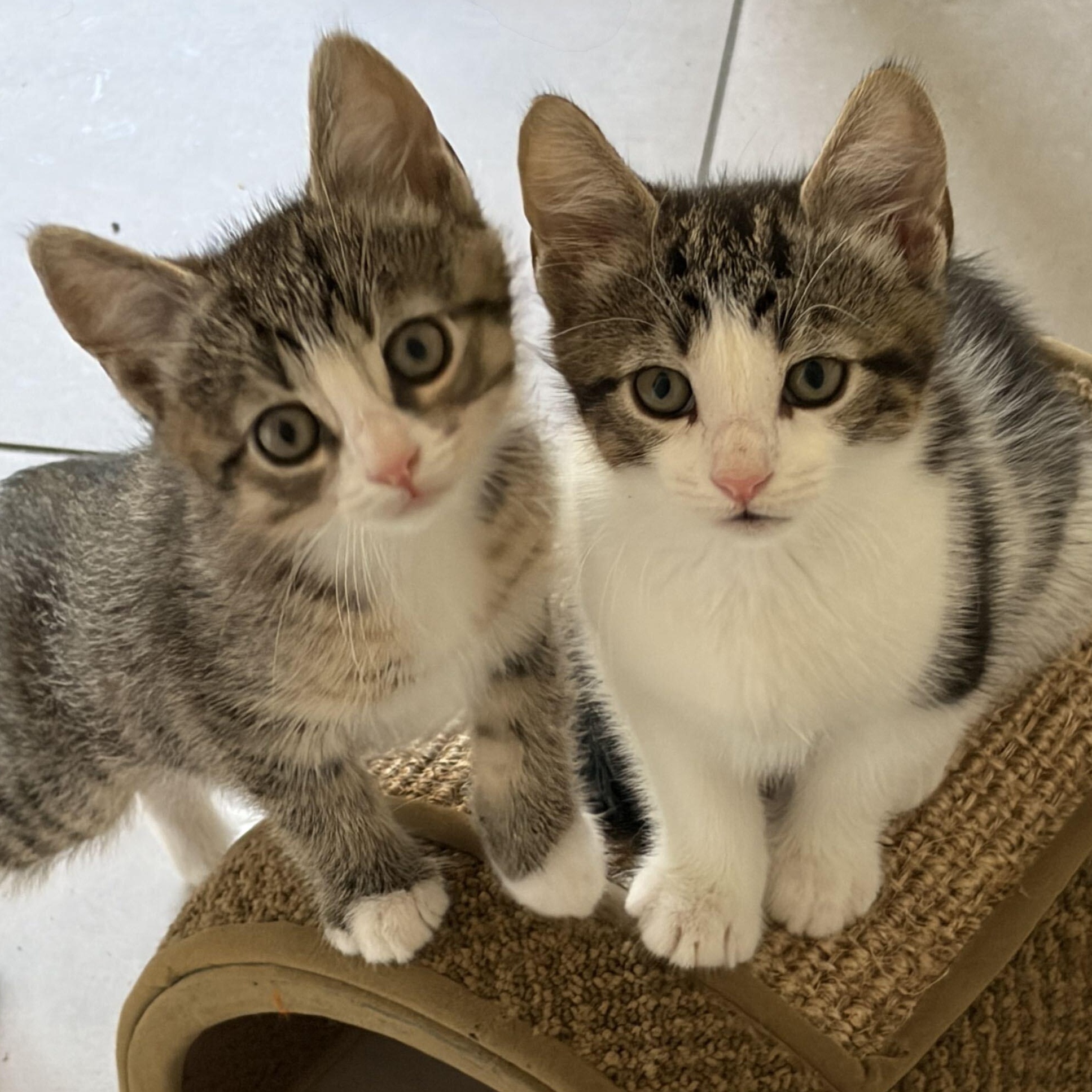 The Jiffy Kittens, Adoptable, Kitten Male Domestic Short Hair.