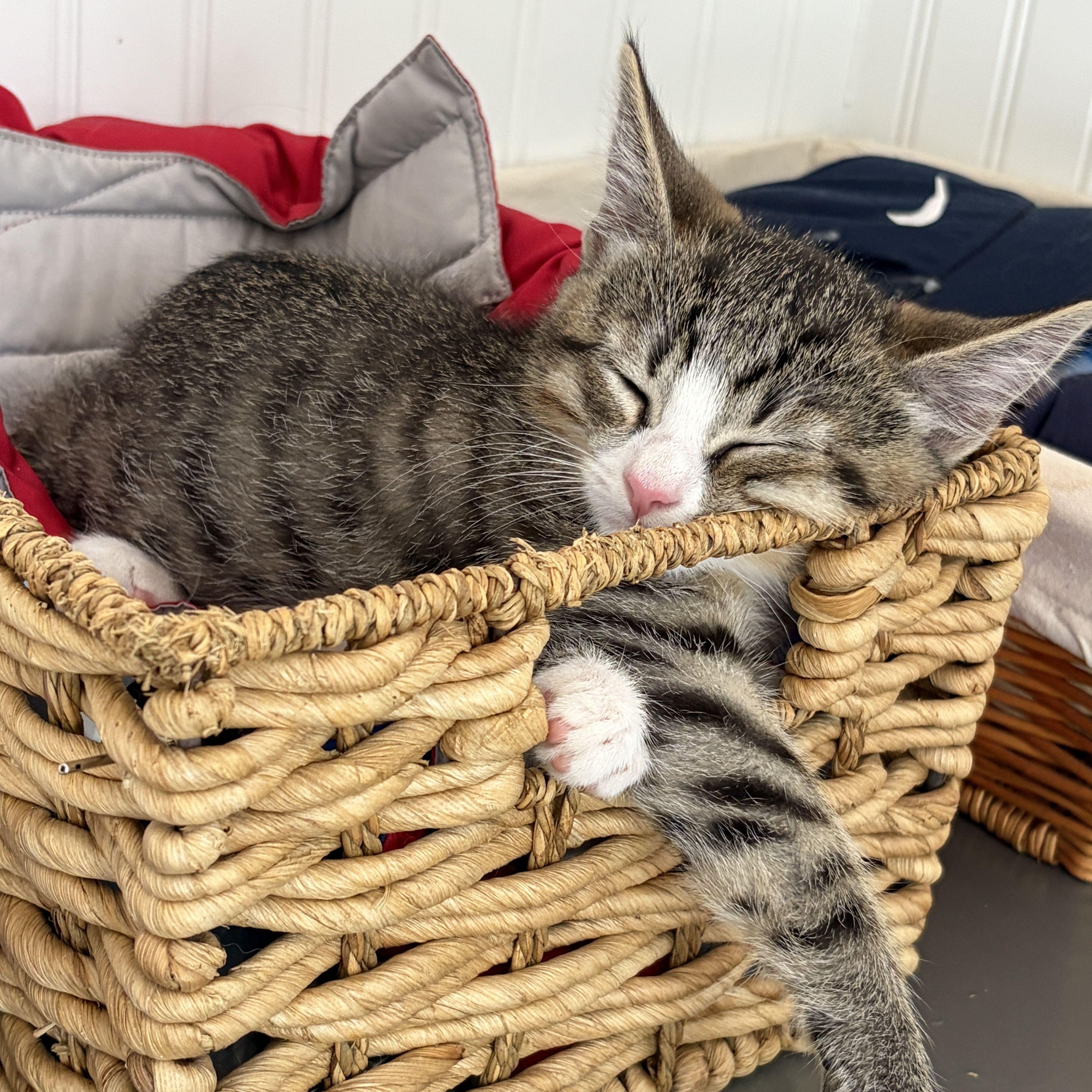 Enlarge The Jiffy Kittens, a Adopted Domestic Short Hair in Waltham, MA image 4/6
