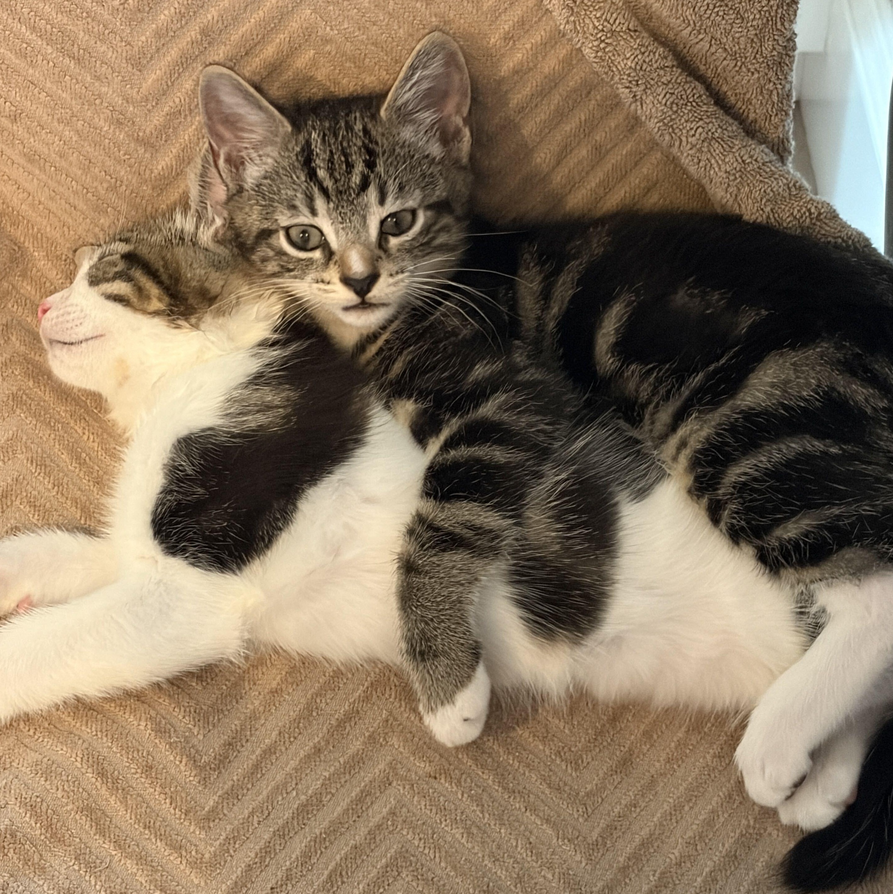 Enlarge The Jiffy Kittens, a Adopted Domestic Short Hair in Waltham, MA image 2/6