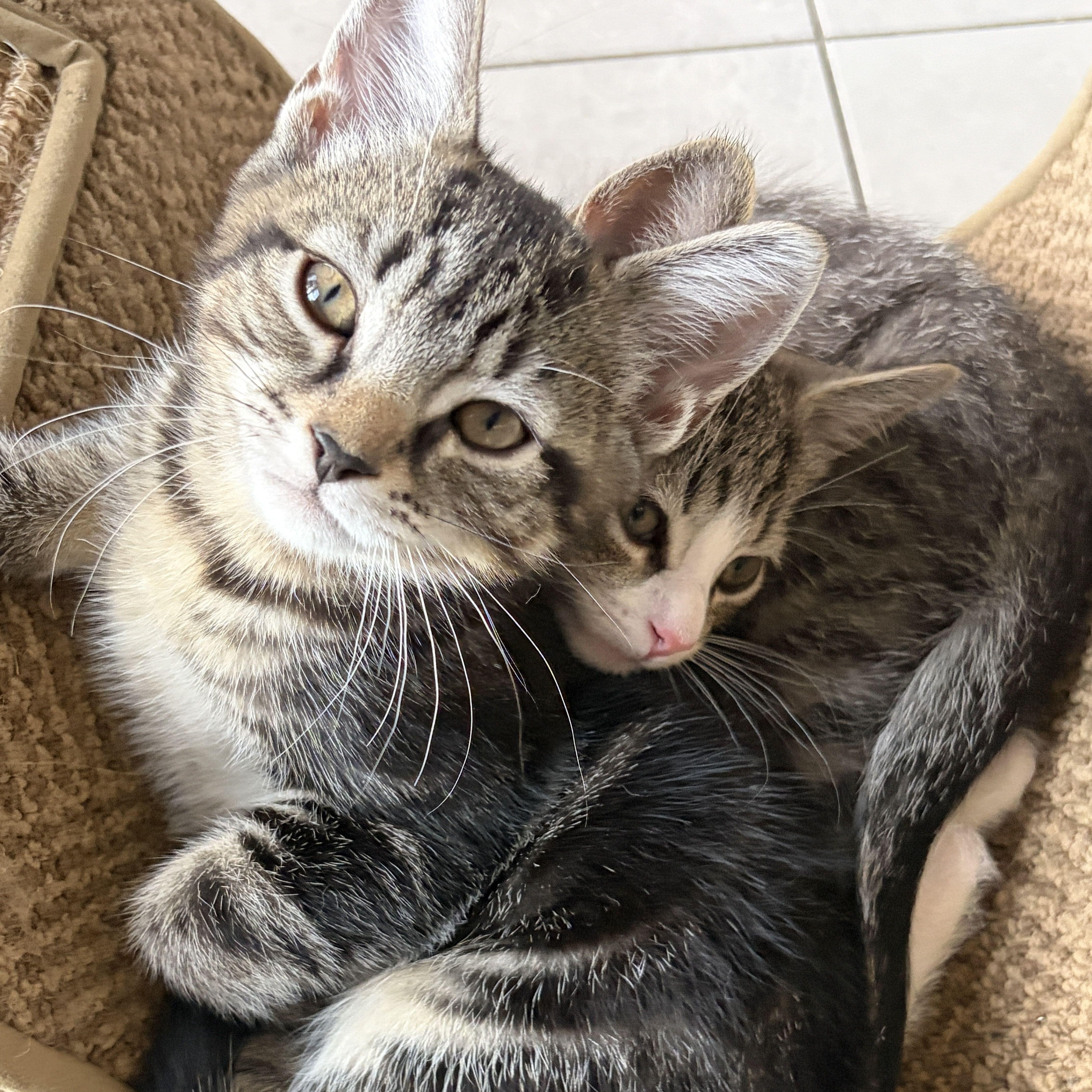 Enlarge The Jiffy Kittens, a Adopted Domestic Short Hair in Waltham, MA image 3/6