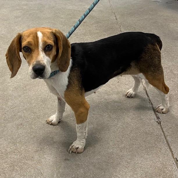 Wendy, an adopted Beagle in Albany, NY_image-1