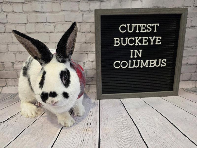 Buckeye, Adoptable, Adult Male English Spot.