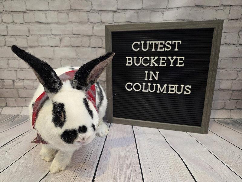 Enlarge Buckeye, a Adoptable English Spot in Columbus, OH image 2/2