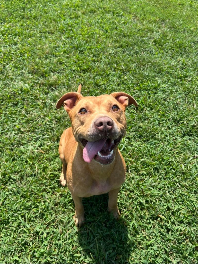 Enlarge Jitana, a Adoptable mixed breed in Johnson City, TN image 1/2