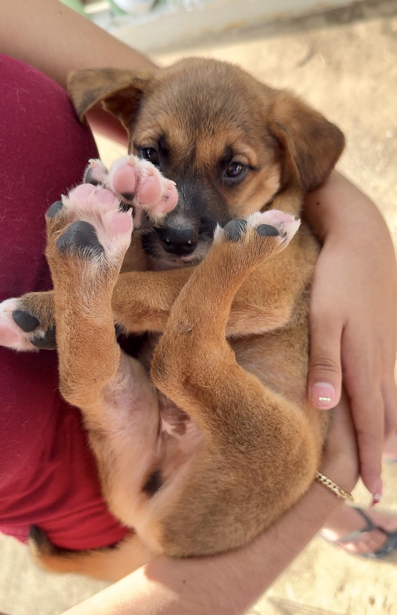 Enlarge Teddy - Bear Loving, Boy Puppy *LOW FEE*, an adopted mixed breed in Fort Lauderdale, FL image 5/6