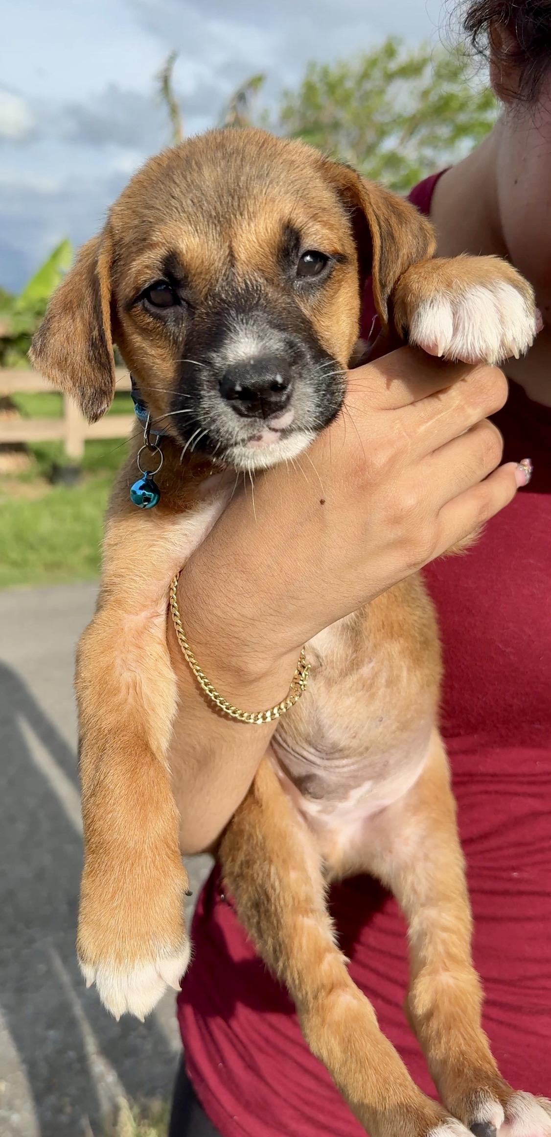 Enlarge Teddy - Bear Loving, Boy Puppy *LOW FEE*, an adopted mixed breed in Fort Lauderdale, FL image 6/6