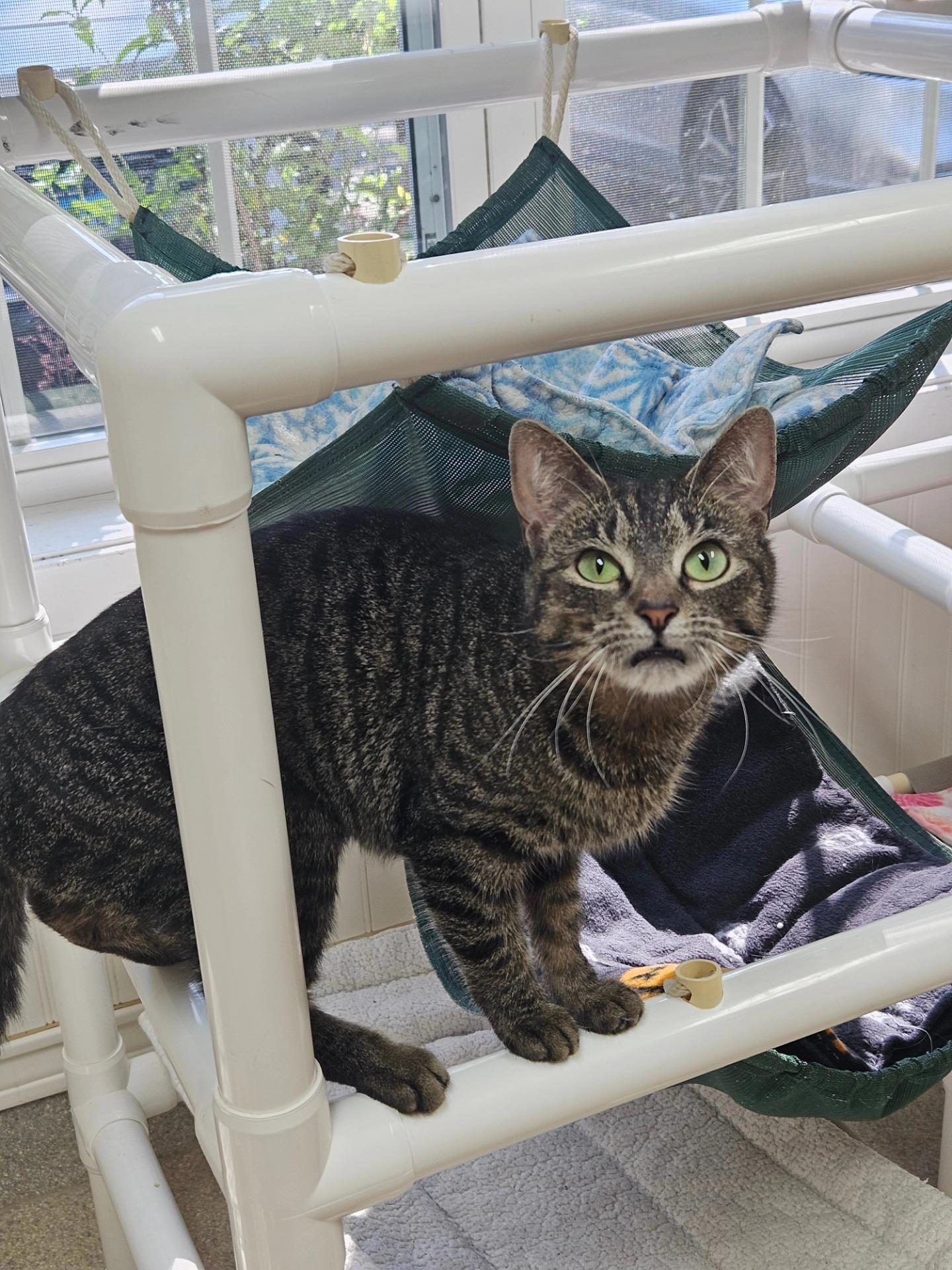 Enlarge Bella (and Hawk), an adopted Domestic Short Hair in Westbrook, CT image 2/5