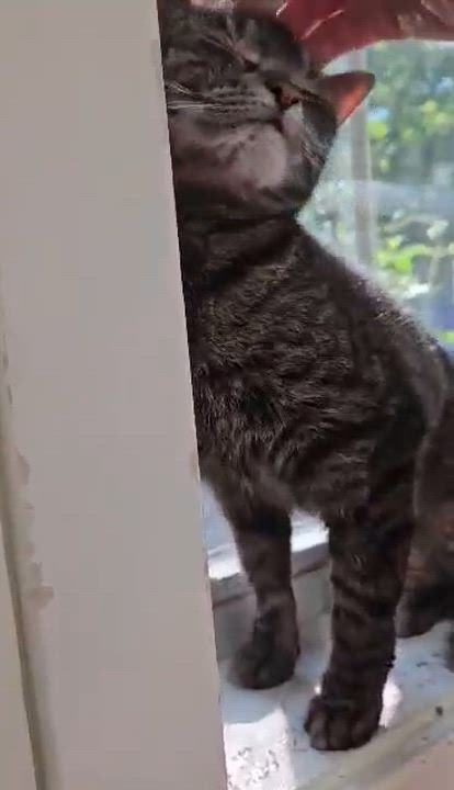 Enlarge Bella (and Hawk), an adopted Domestic Short Hair in Westbrook, CT video 3/5