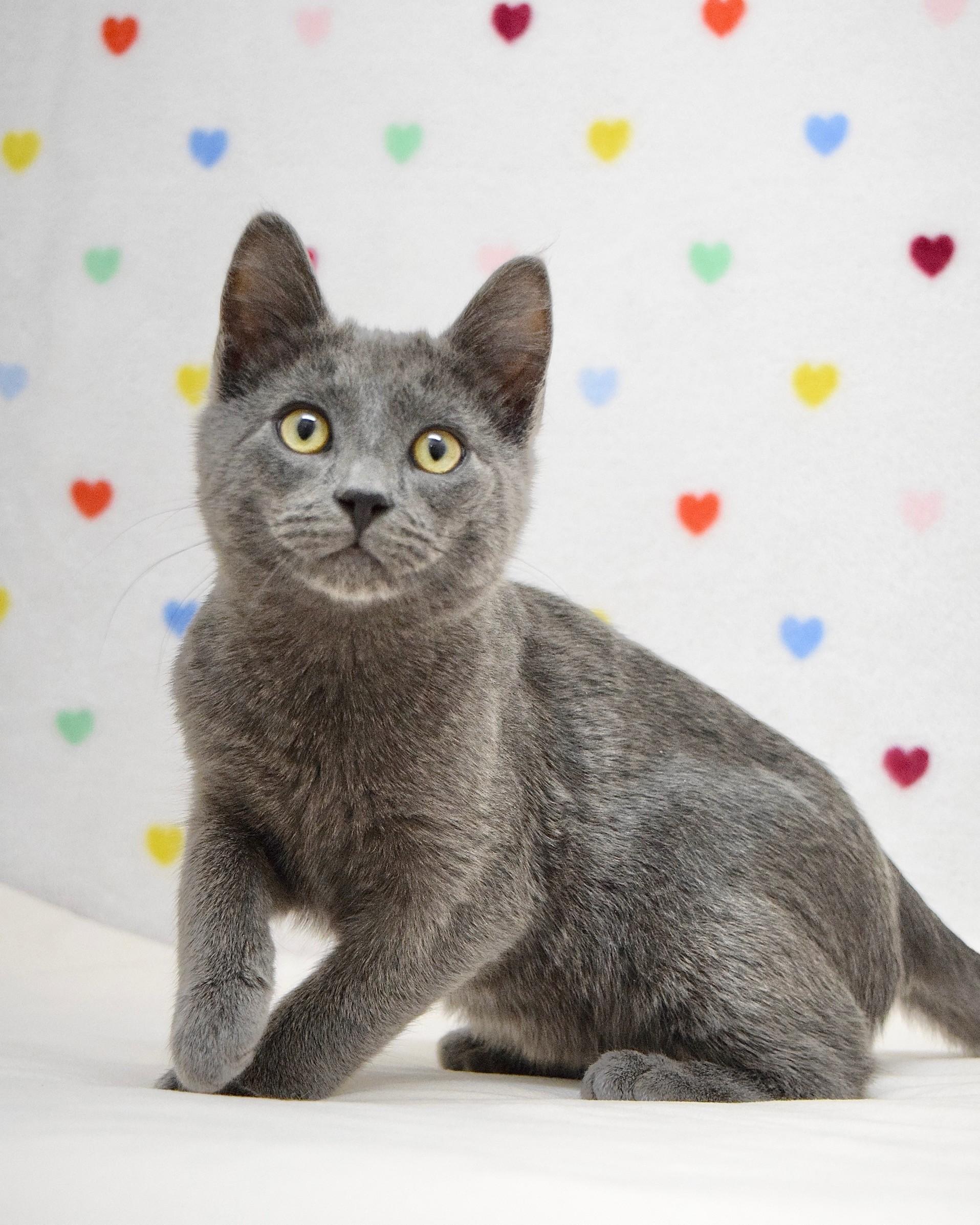 Enlarge Cupid, an adopted Domestic Short Hair in Dublin, CA image 2/2