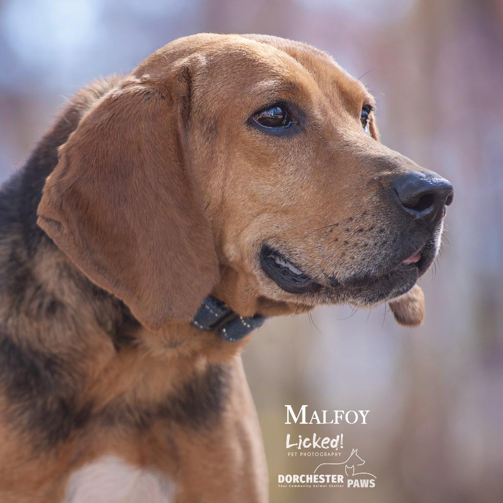 Enlarge Jackson, a Adoptable Coonhound in Summerville, SC image 1/4