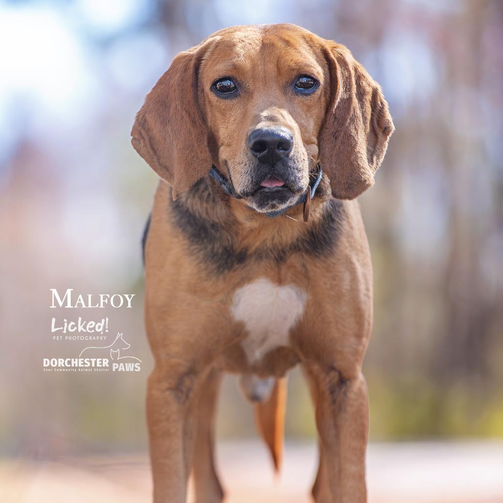 Enlarge Jackson, a Adoptable Coonhound in Summerville, SC image 4/4